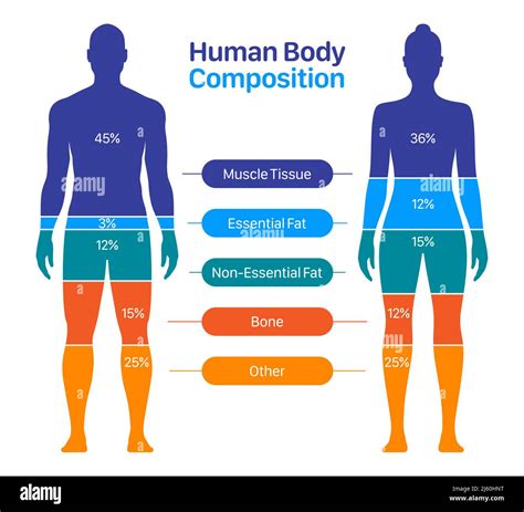 Composition of the human body .